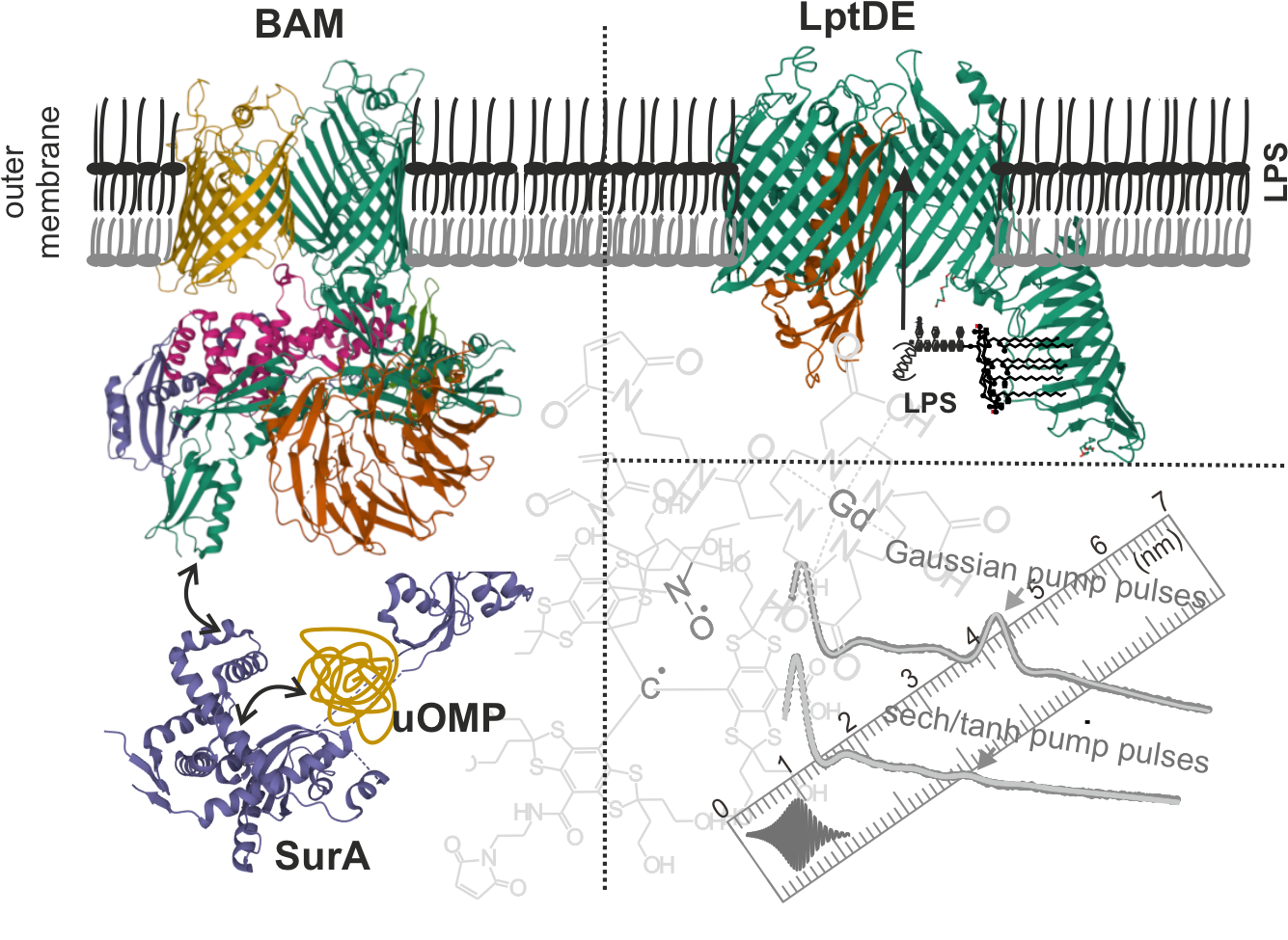 In situ distance measurements in a membrane transporter using maleimide  functionalized orthogonal spin labels and 5-pulse electron-electron double  resonance spectroscopy - ScienceDirect