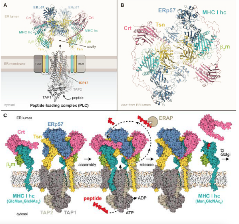 Dynamic interactome of the MHC I peptide loading complex in human