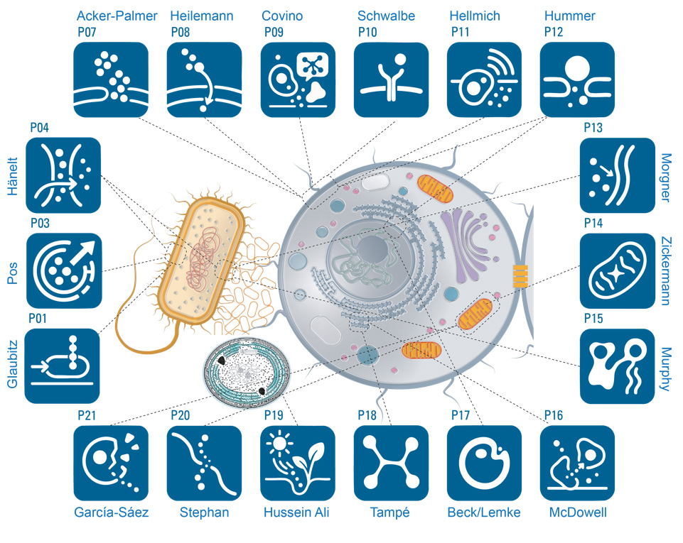 Fig.1_CRC1507-overview.20251112_Logos_ohne-Text